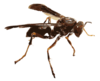 Wasp Up Close Clip Art